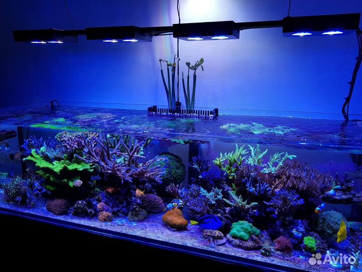 Фон матовый для морского аквариума, сампа, травник