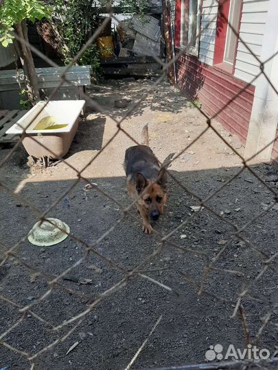 Собаки щенки немецкая овчарка