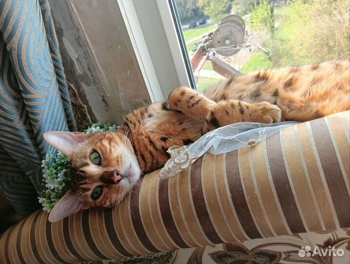 Бенгальская кошка