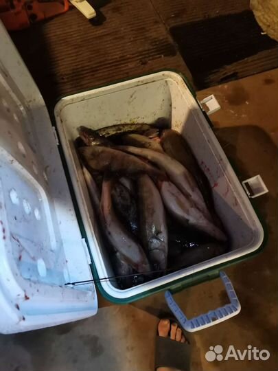 Рыба Судак, Щука