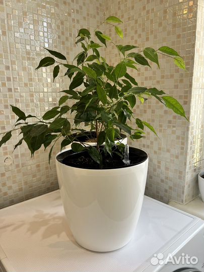 Фикус Бенджамина