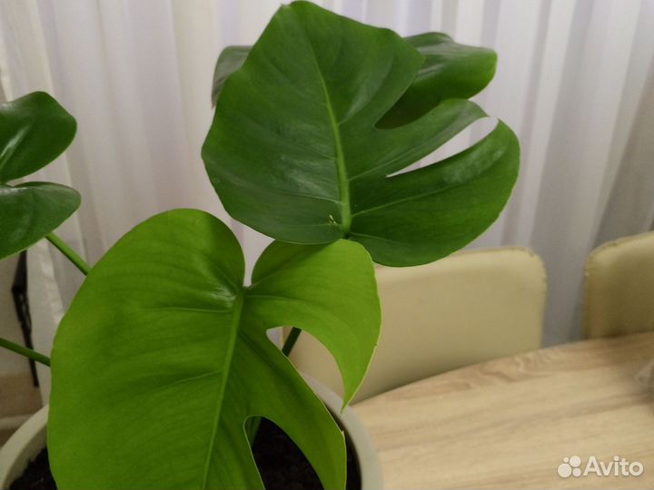 Монстера в напольном 10л горшке