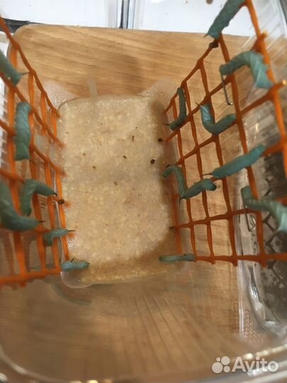 Сверчки, бражник, тараканы