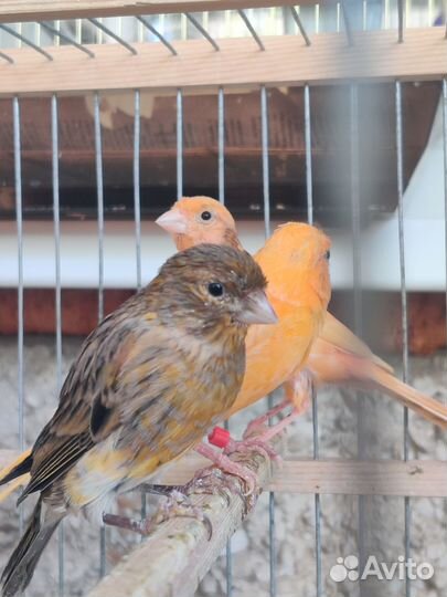 Кенара и канарейки