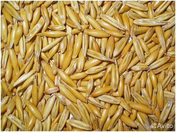 Корма для животных