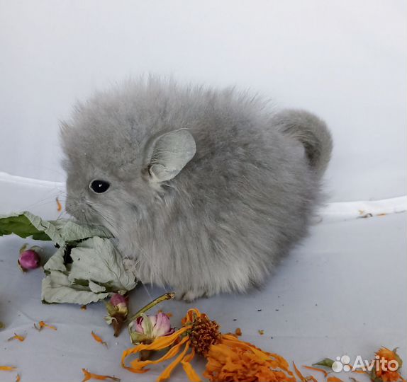 Шиншилла Фиолетовая Ангора