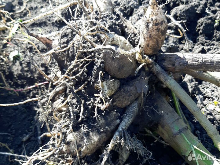 Корнеклубни георгина