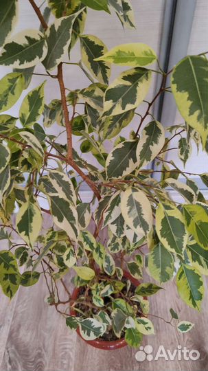 Фикус бенджамина