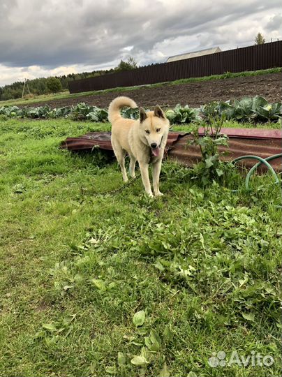 Отдам даром кобеля