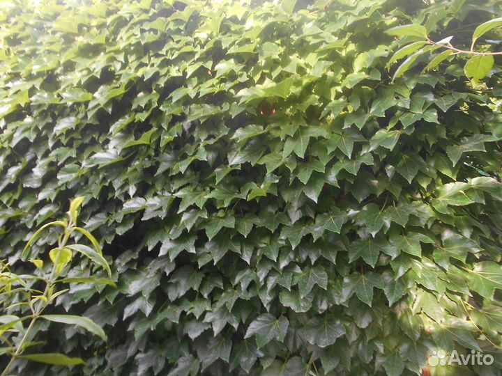 Девичий виноград Вичи