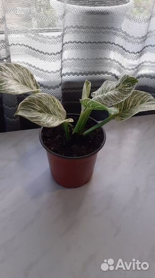 Филодендрон биркин