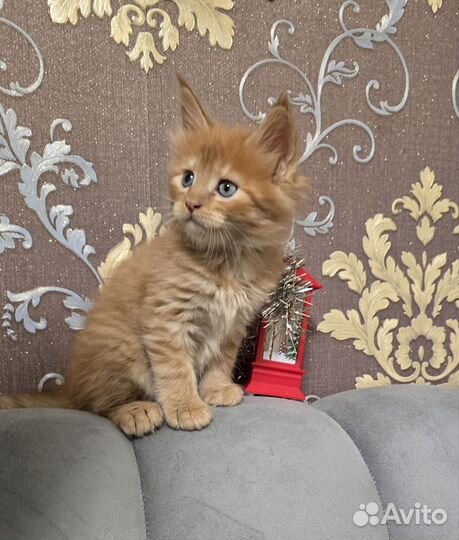 Котята мейн-кун