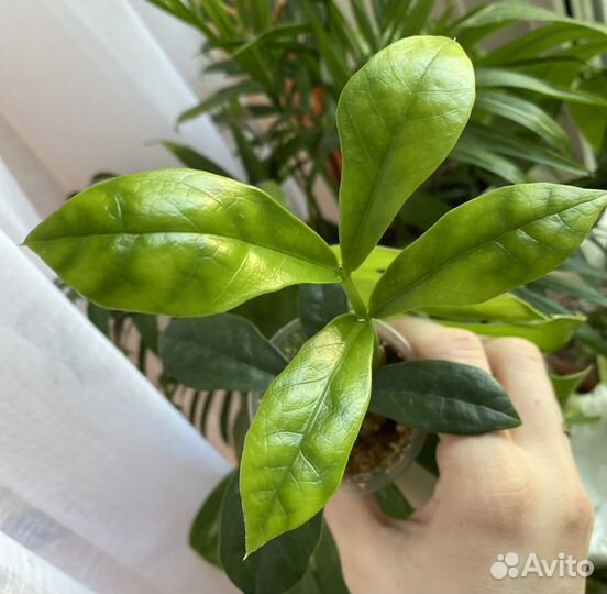 Замиокулькас лонг лив