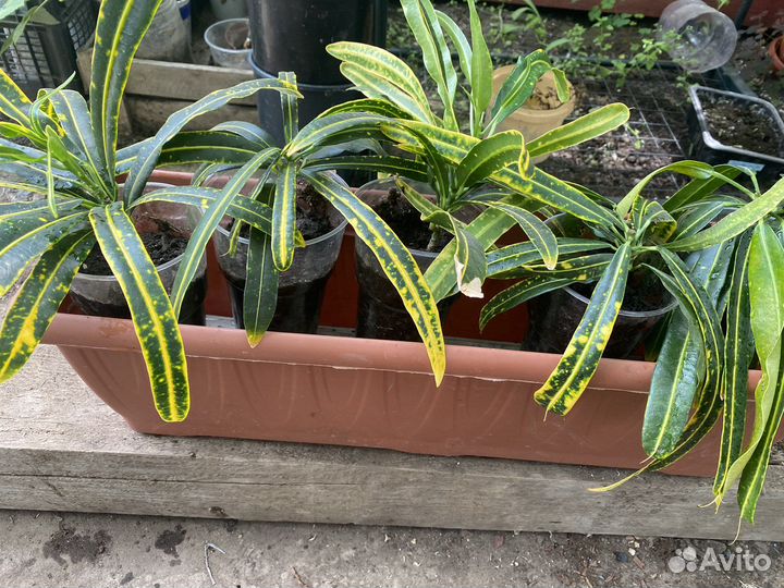 Кротон узколистный