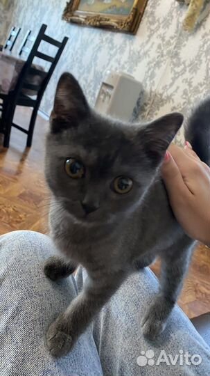 Котик в добрые руки