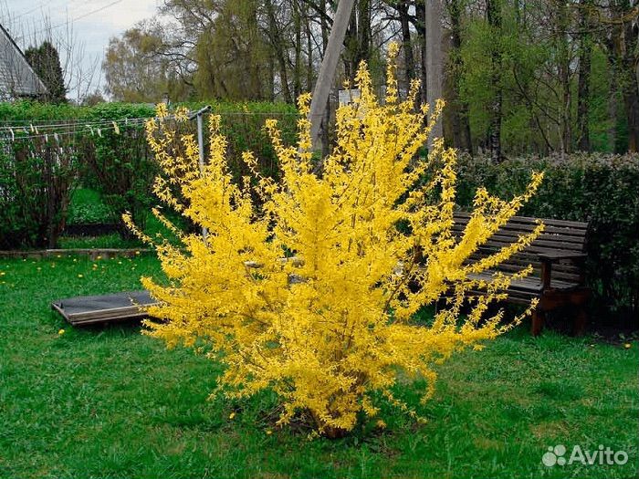 Саженцы форзиции