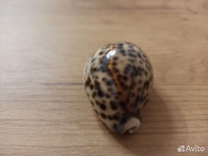 Морская раковина