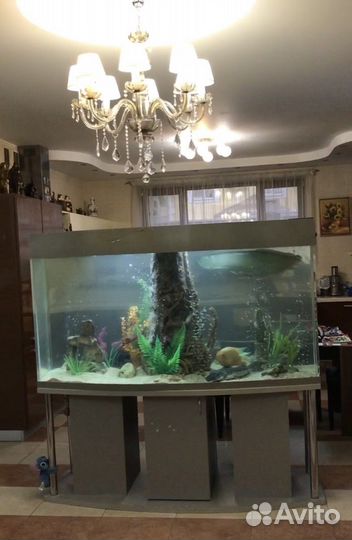 Аквариумы. Установка и обслуживание