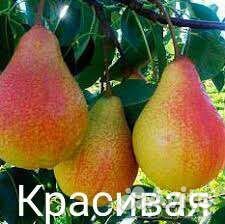 Груша карлик саженцы