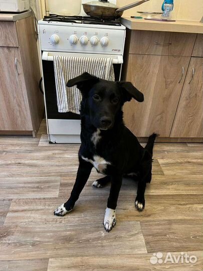 Собака в добрые руки отдам бесплатно