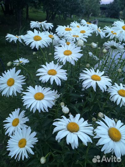 Очень крупная ромашка