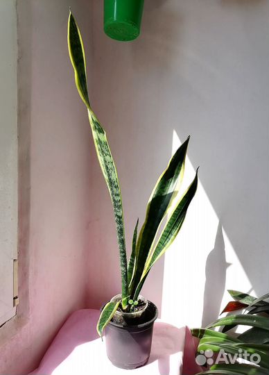 Комнатные цветы