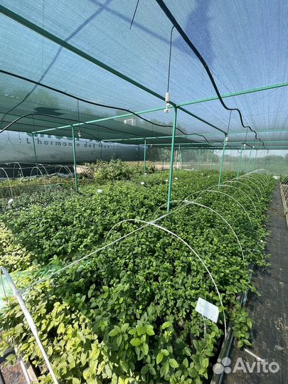 Голубика саженцы