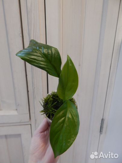 Спатифиллум (