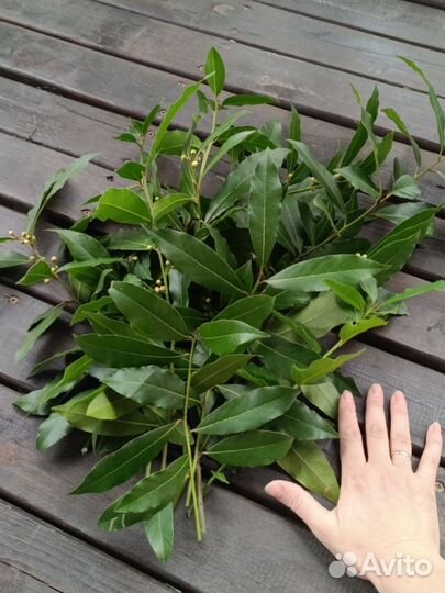 Лавровый лист