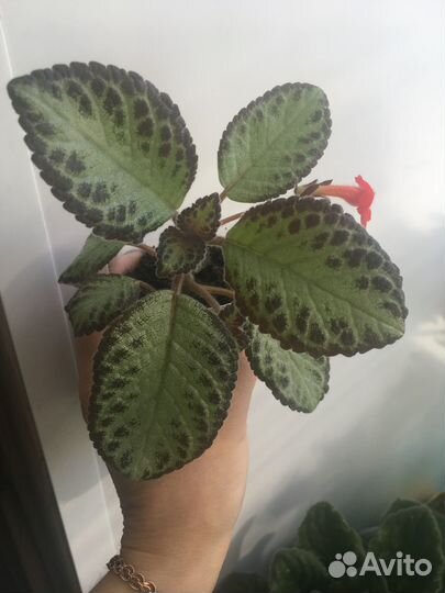 Эписция медно-красная