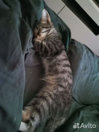 Котенок рысёнок ищет дом