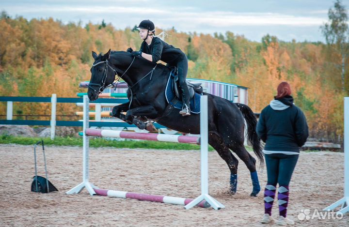 Вороная кобыла