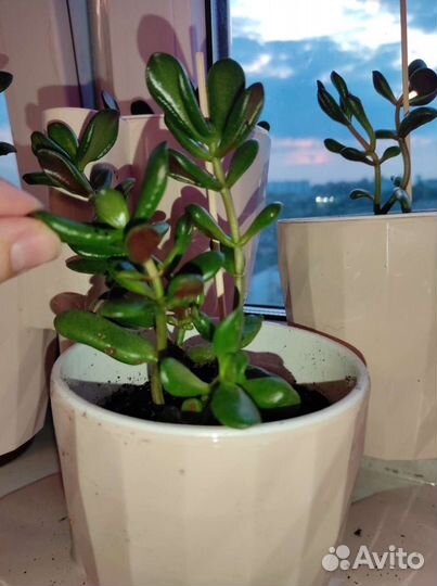 Толстянка крассула денежное дерево