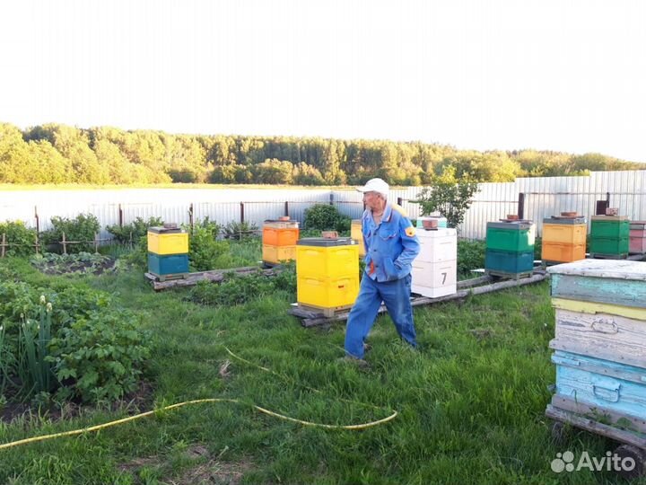 Мед натуральный, соты, забрус