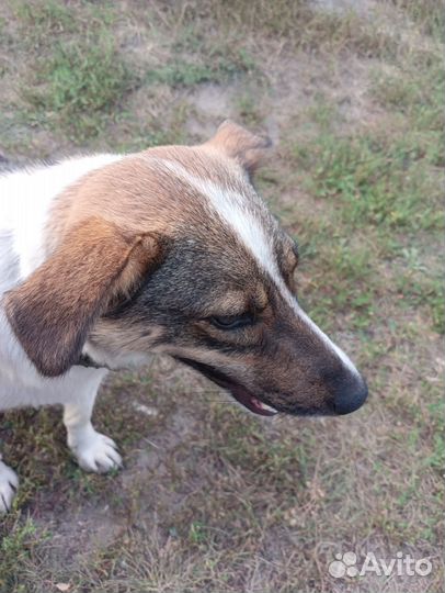 Собака в добрые руки маленькая порода