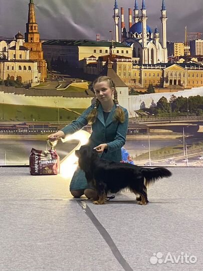 Вязка кобель кавалер кинг чарльз спаниель