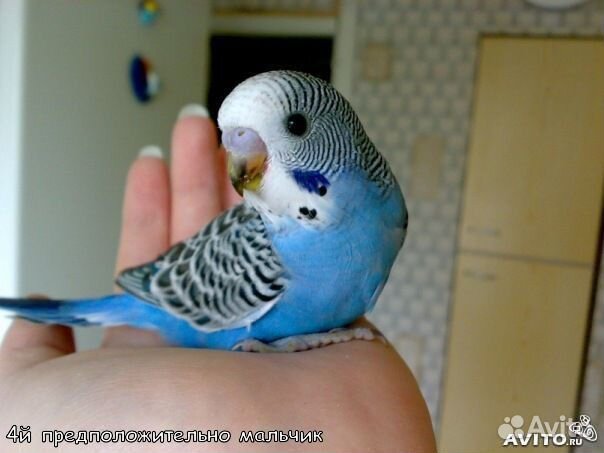 Волнистые попугаи домашнего разведения