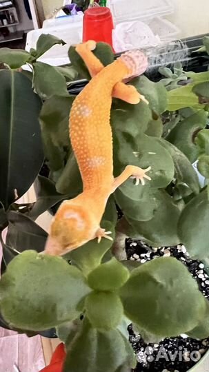 Пятнистый эублефар