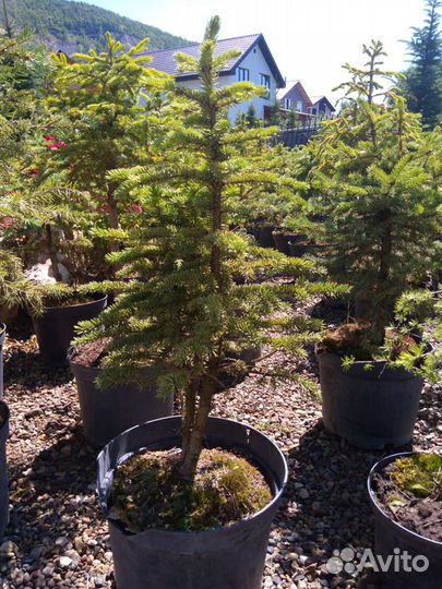 Голубая ель