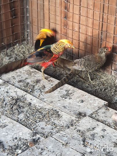 Фазаны павлины