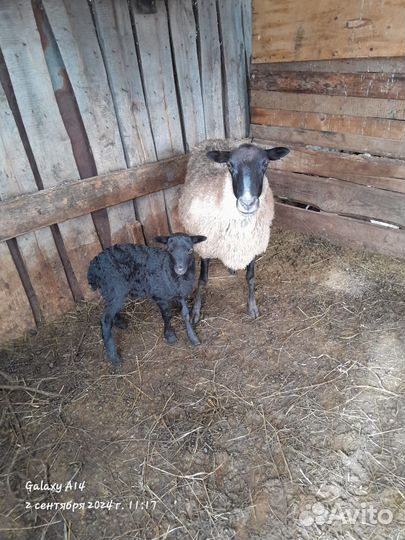 Овцы бараны романовские