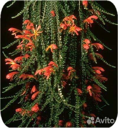 Колумнея, редкий сорт, укоренённые черенки