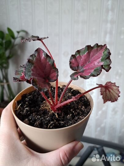 Комнатные растения (фикус белиз, бегония, кротон)