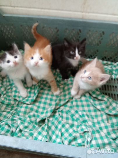 Котята в добрые руки