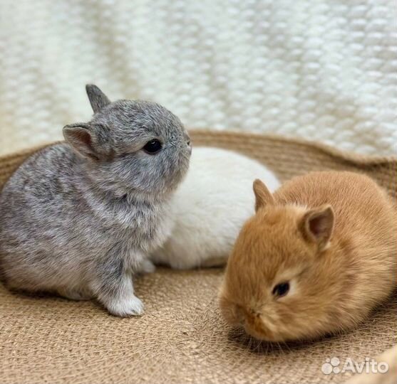 Мини карликовый кролик Привитые из Питомника