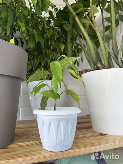 Фикус бенджамина