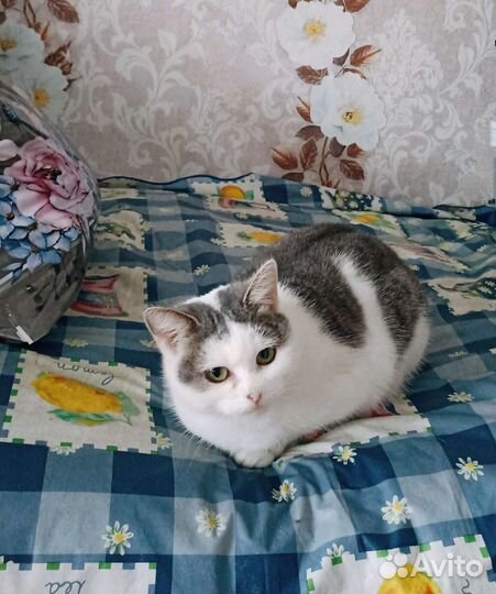 Кошки в добрые руки