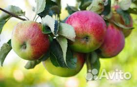 Продам яблоки
