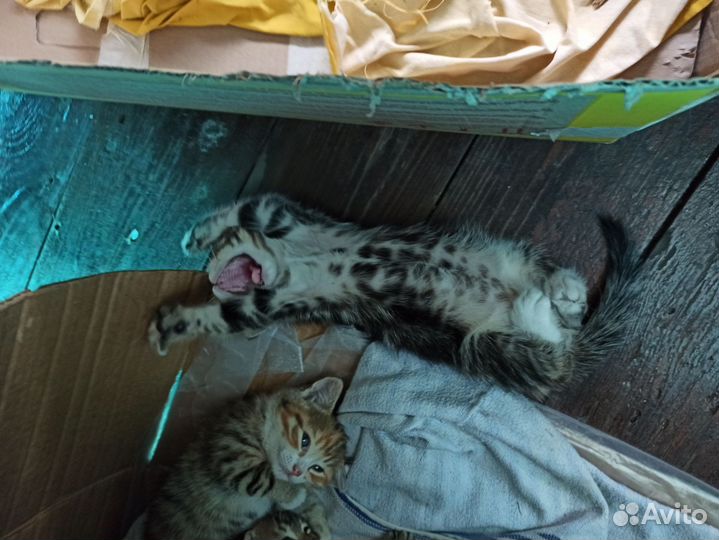 Котята шотландцы