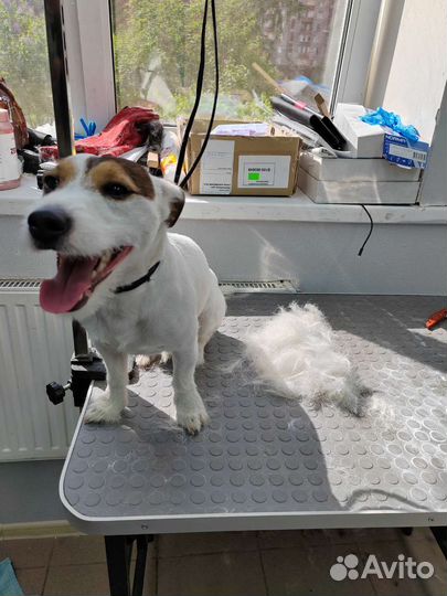 Тримминг собак